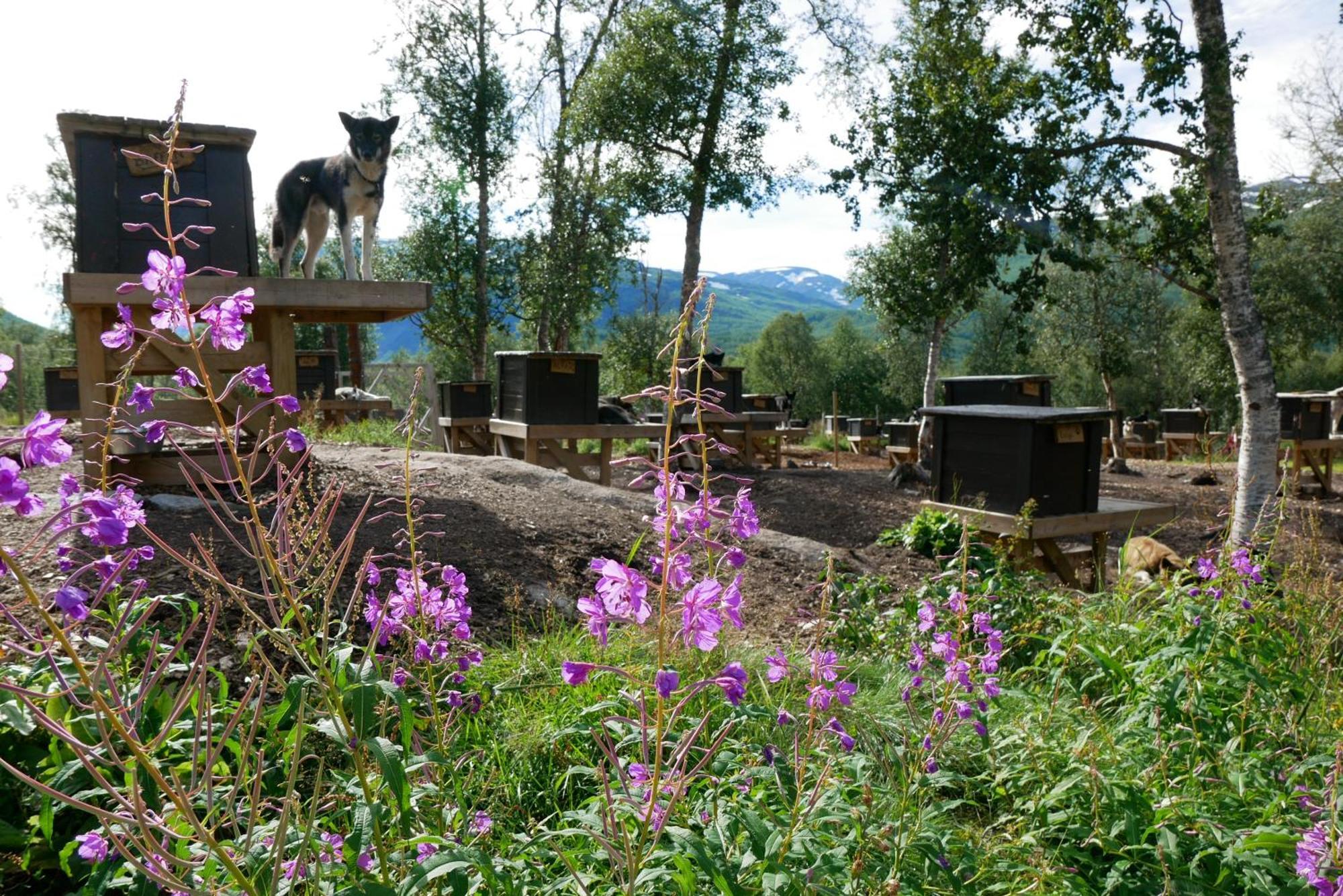 Bardu Huskylodge Kültér fotó