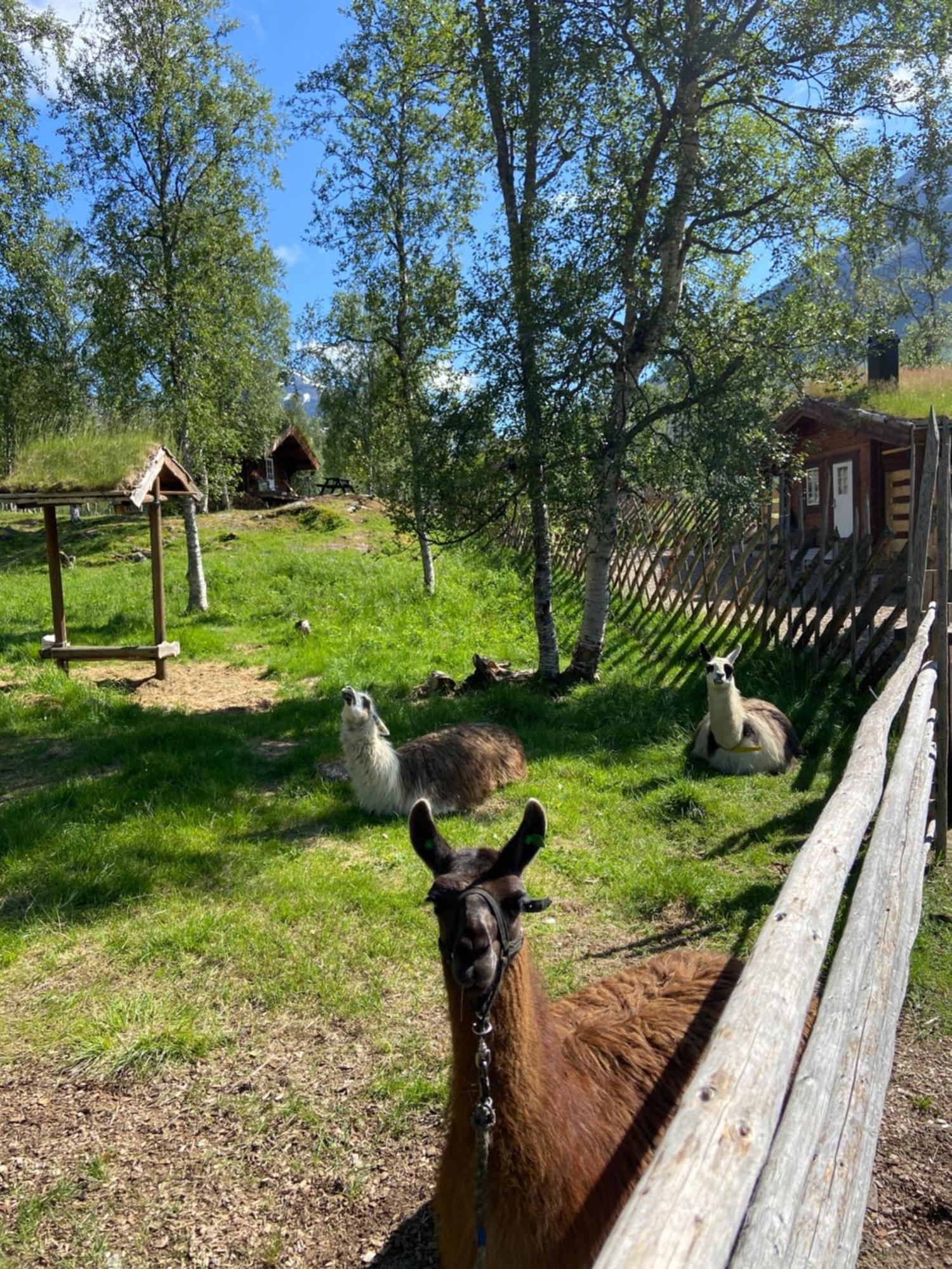 Bardu Huskylodge Kültér fotó