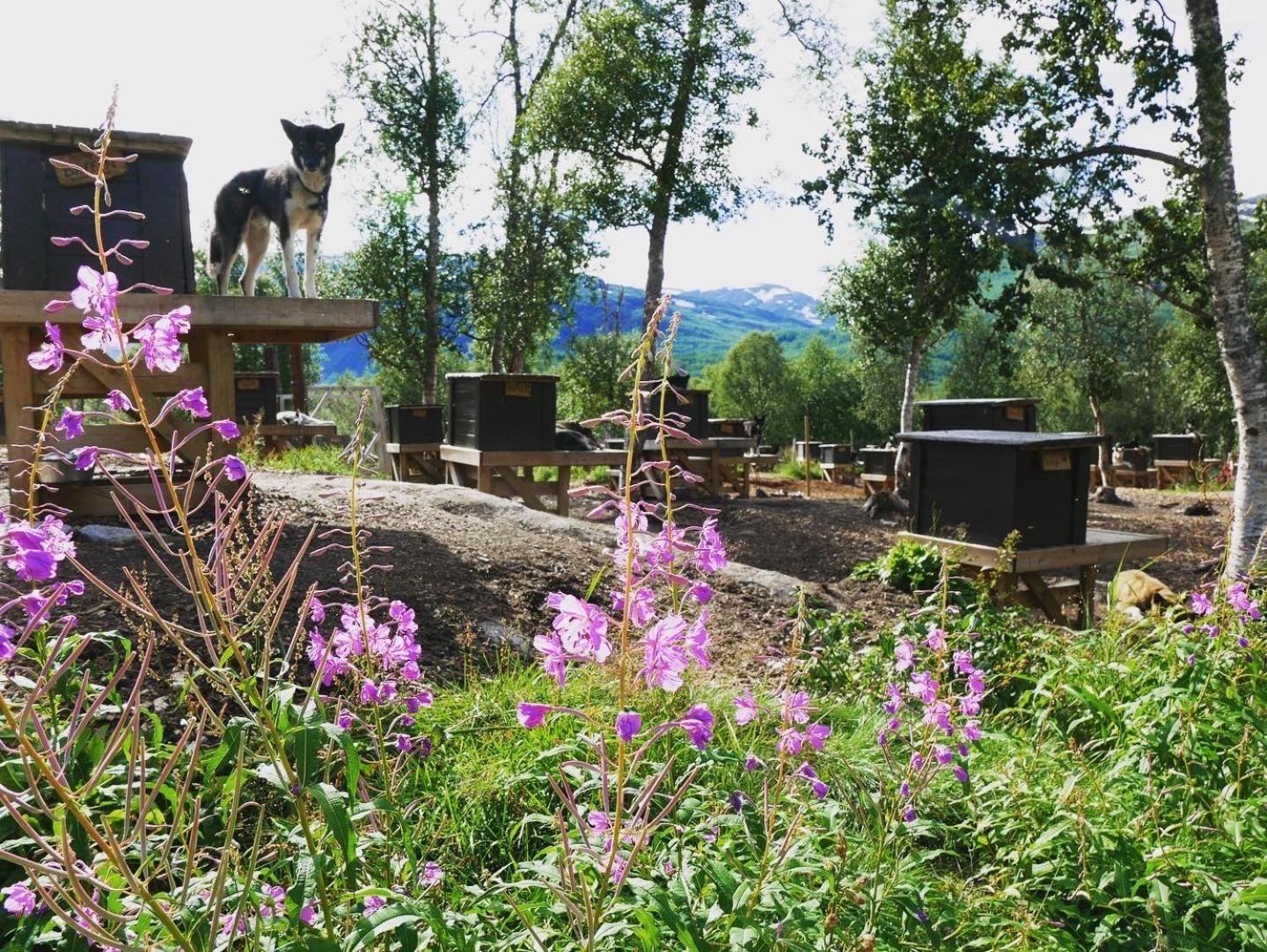 Bardu Huskylodge Kültér fotó