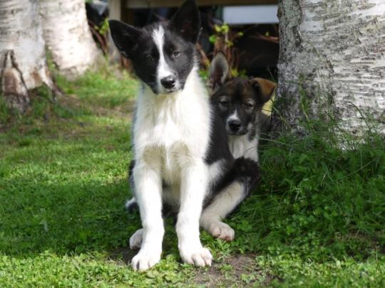 Bardu Huskylodge Kültér fotó
