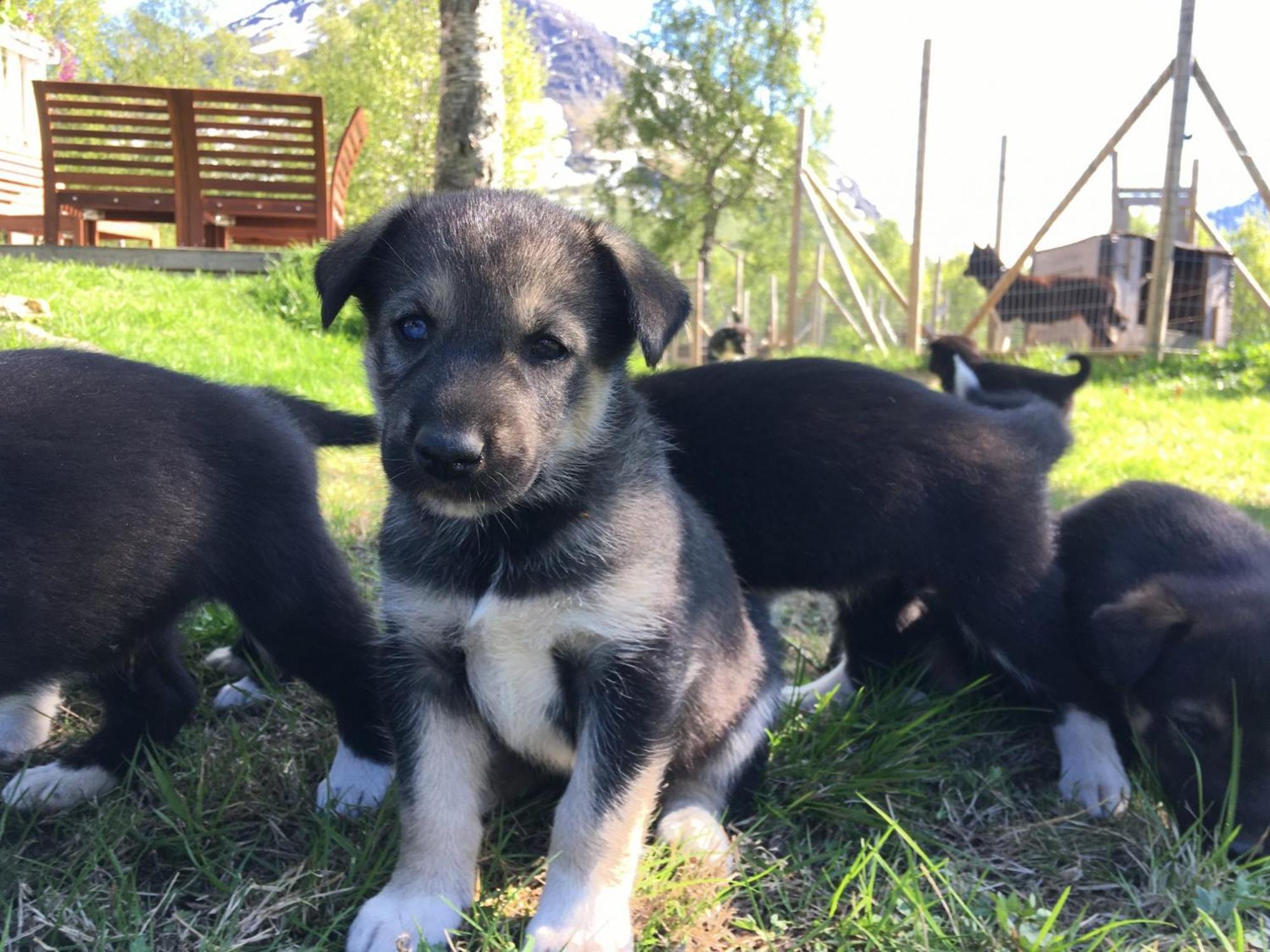 Bardu Huskylodge Kültér fotó